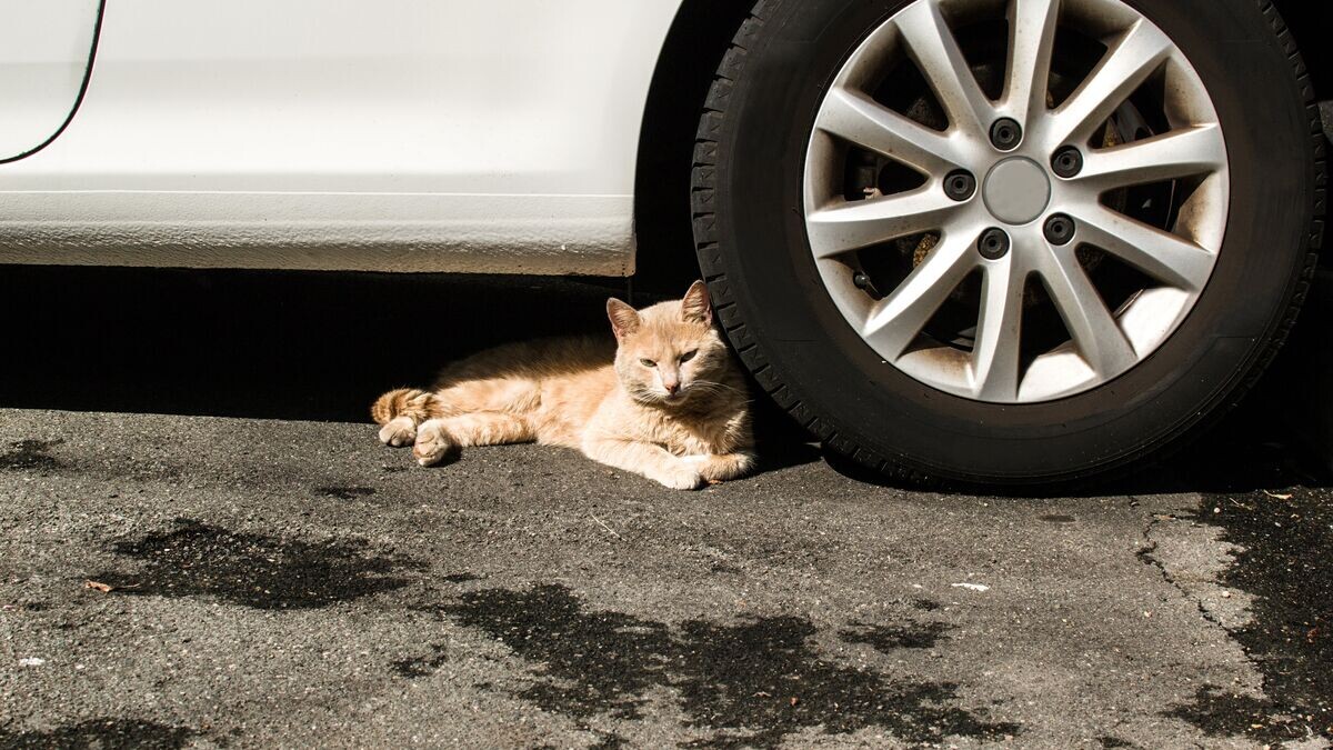    Уличный кот© Depositphotos.com / etorres69