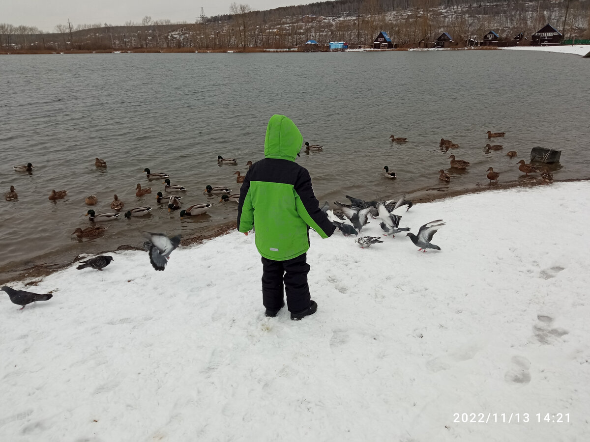 Паша уток кормит