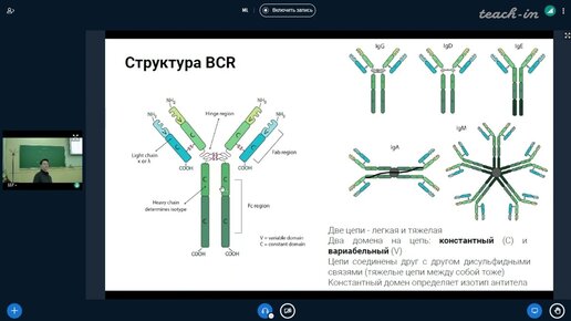 Дюгай И.А. -Машинное обучение в иммунологии и медицине - 2.Типы клеток и молекул в иммунных реакциях