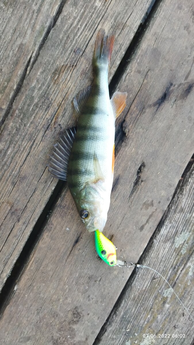 Даже мелкие окуня умудряются порой заглатывать тройник полностью. Фото автора.