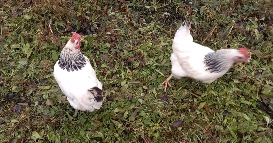 Курочки гуляют 