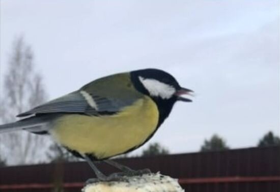 покормите птиц