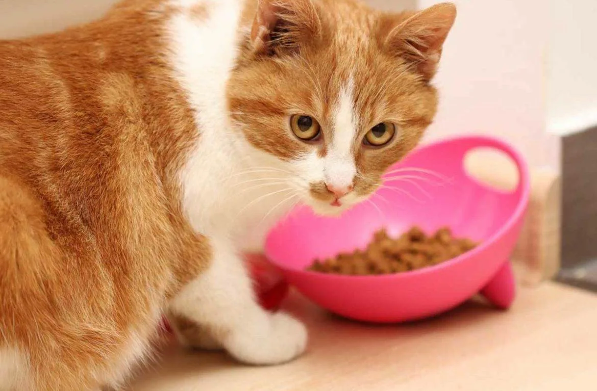 Корм для кошек. Кошке не нравится корм. Кошка кушает. Миска для кота. Котик с едой.