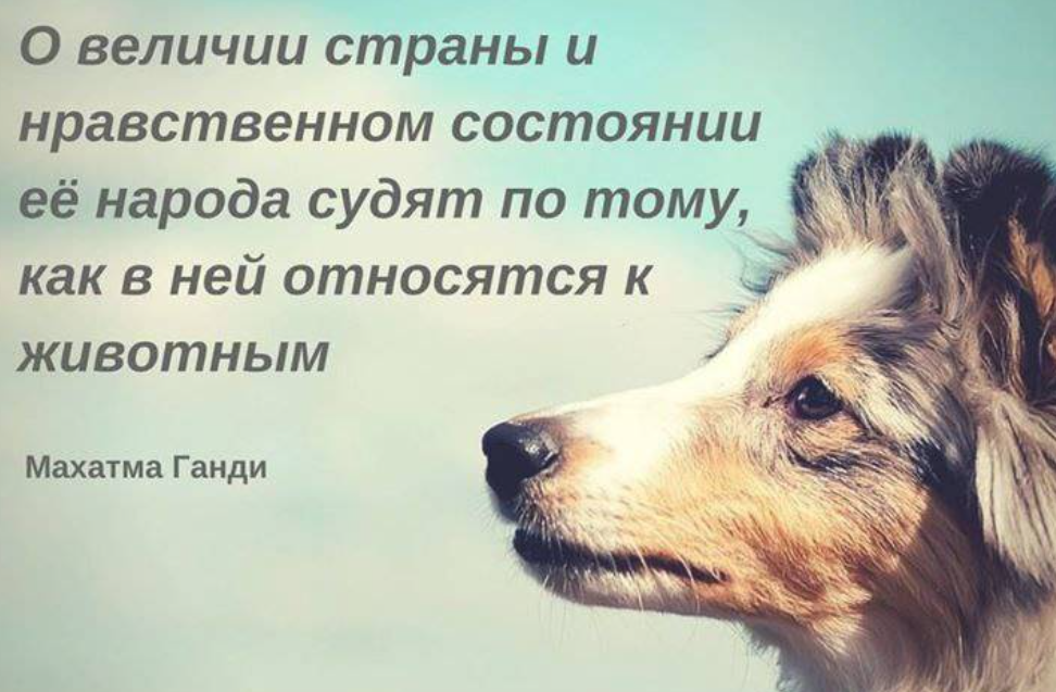 Как раскрывается отношение поэта к животным. Высказывания о животных. цитаты про животных. любовь к животным цитаты. фразы про животных.