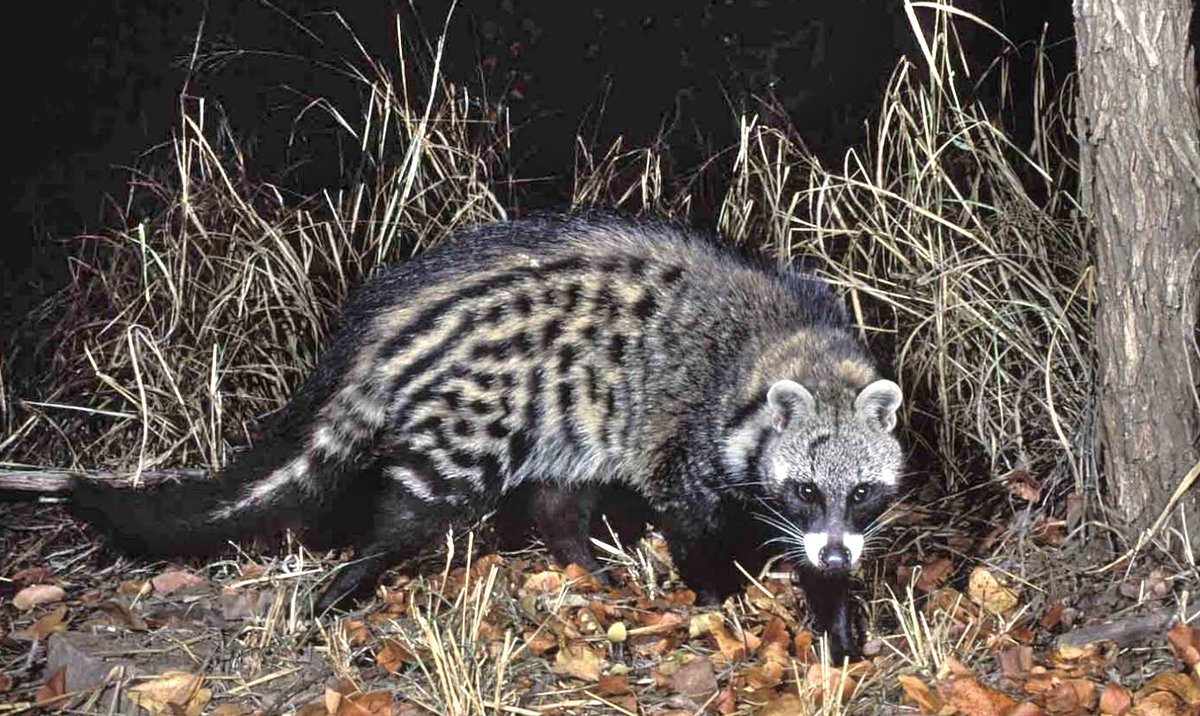 Фото: thepetsavvy.com