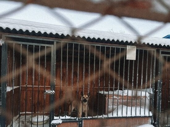     Фото: vk.com «Умка» приют для бездомных животных