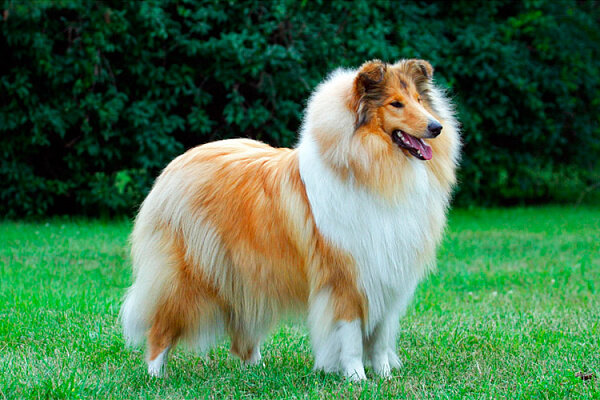 Колли-красавец