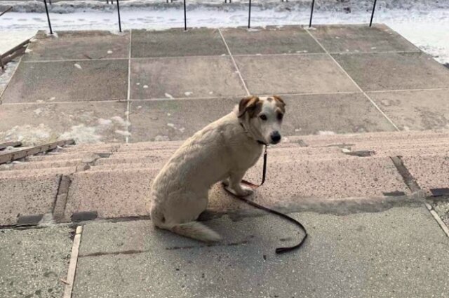    Найти женщину удалось по следам ее питомца. Фото: Пресс-служба ГУ МВД по Челябинской области