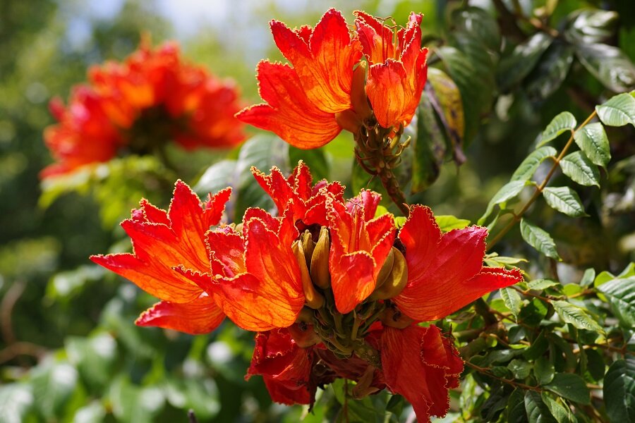 Цветки огненно-красного африканского тюльпана.  (iStock)