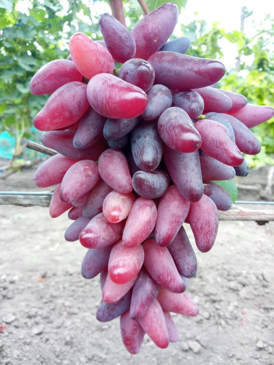 Бананчик розовый виноград