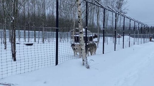 Из двух братьев Вольфхундов определился альфа самец. Курицы начали нести необычные яйца.