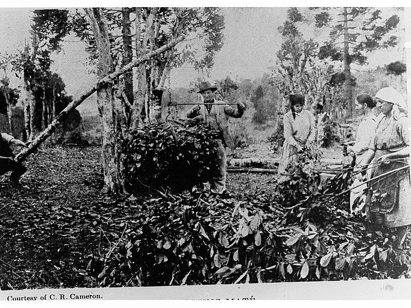 1915 год. Уборка табака