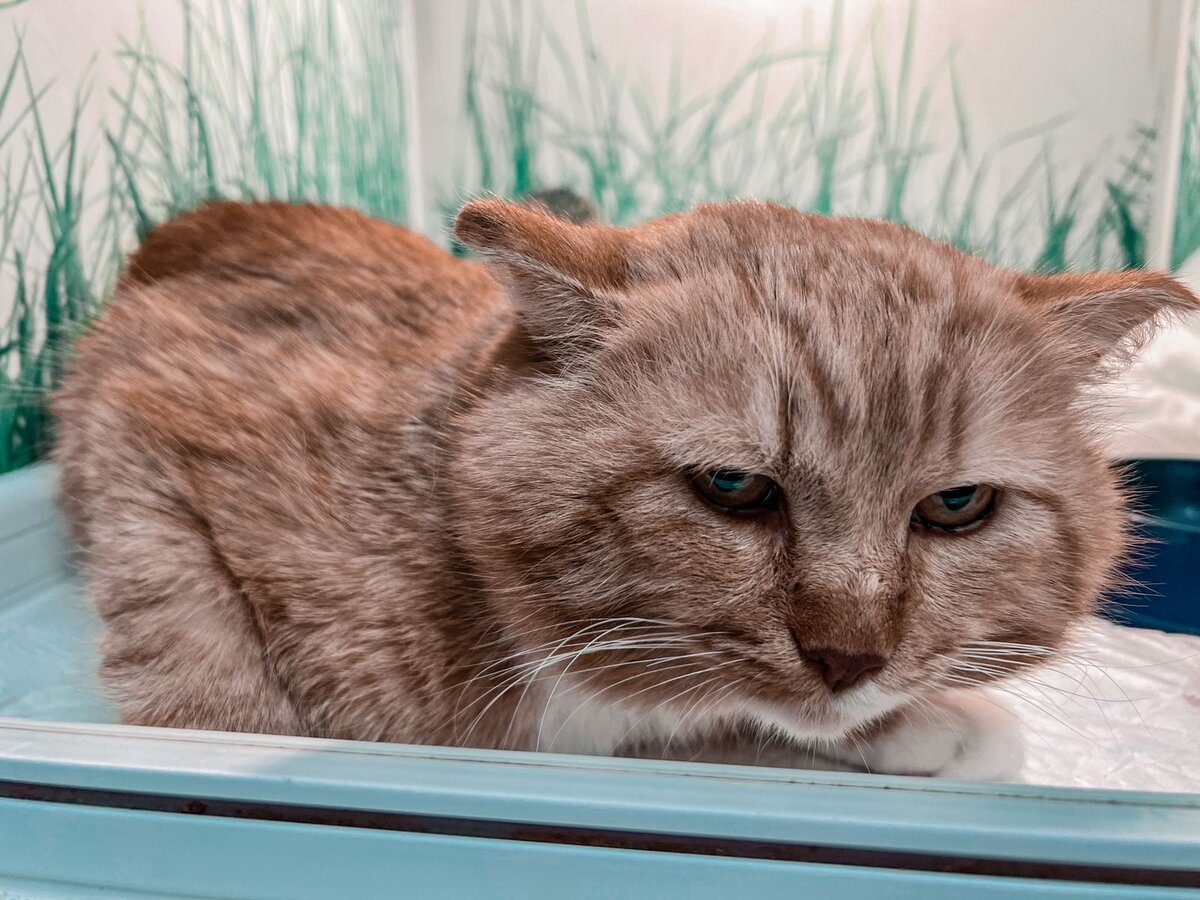 Чиз просит о помощи 