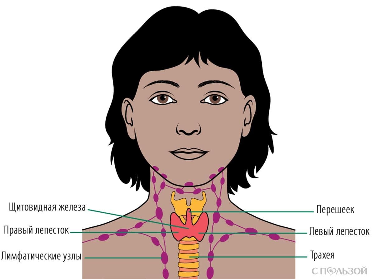Расположение щитовидки. Лимфоузлы щитовидной железы. Строение шеи щитовидная железа. Лимфоузлы на щитовидке
