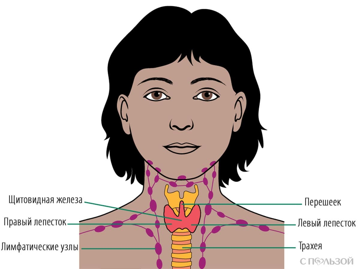 Лимфоузлы щитовидной железы. Лимфатические узлы щитовидной железы. Щитовидка расположение. Расположение щитовидной железы на шее.
