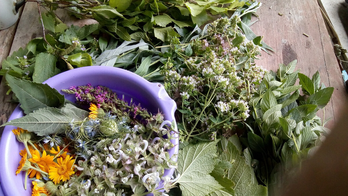 календула, мускатный шалфей, душица, листья черной смородины, крапивы, ивы