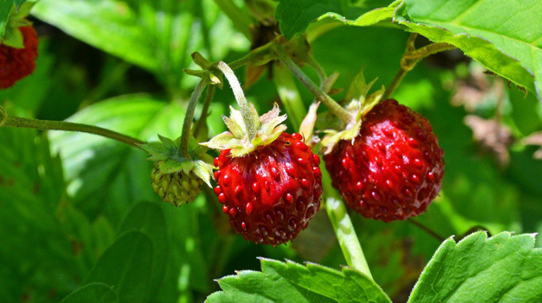 Фотография взята из источника www.kp.ru