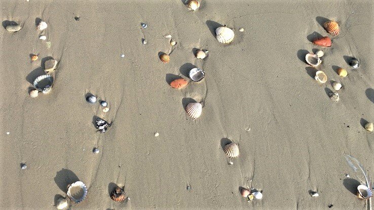 Ракушки на море в Испании