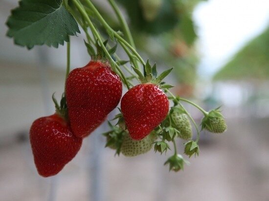     Фото пресс-службы Минсельхоза Республики Крым