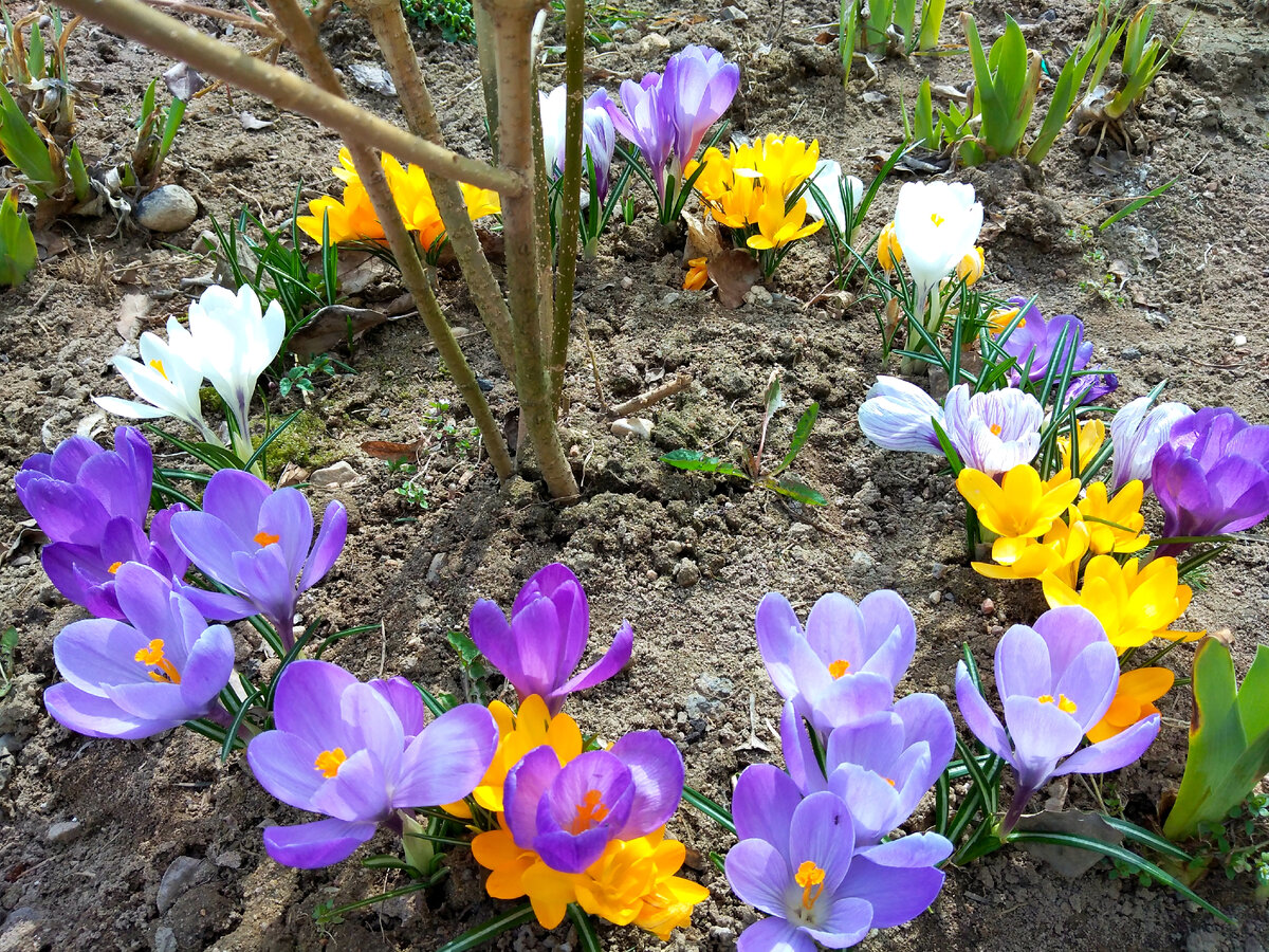 Купить Луковицы весенних Крокусов разных цветов (Bulbs of crocuses) - Питомник р