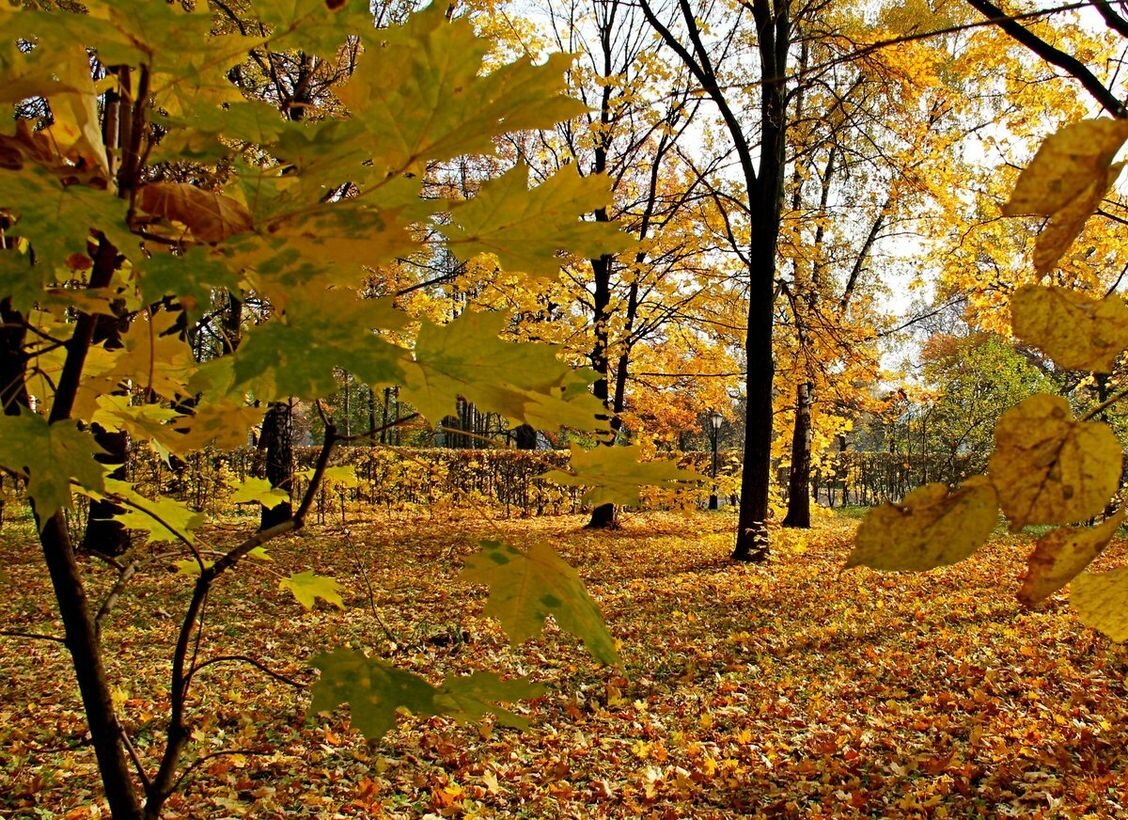 Пришла осенним листопадом. Осенний листопад. Золотая осень. Красивый осенний листопад. Природа осень листопад.