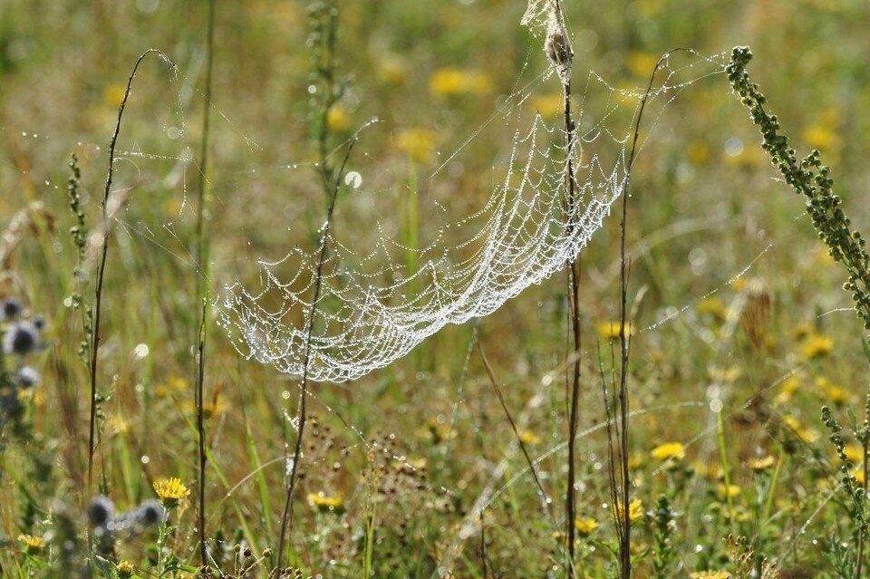     На латинском официальное название нового вида пауков звучит как Sacarum nemkovi. Фото: Владимир Шпанагель