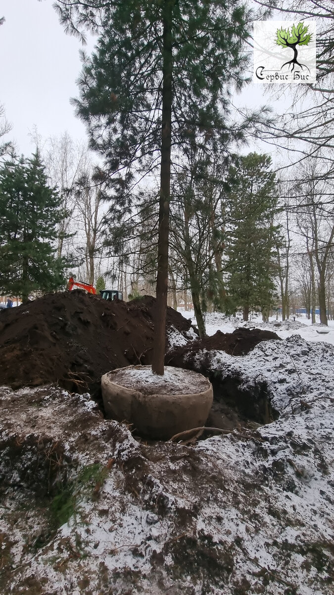 Пересадка деревьев крупномеров