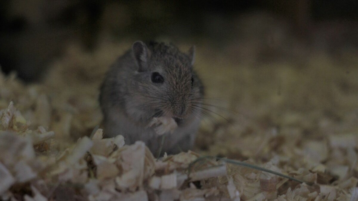     Роспотребнадзор по РБ подготовил ряд мер по профилактике заболеваемости