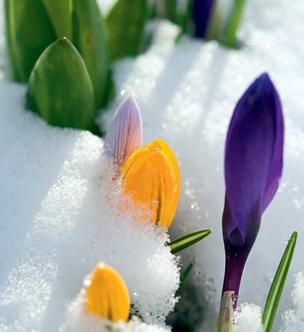 Хочу красоту.