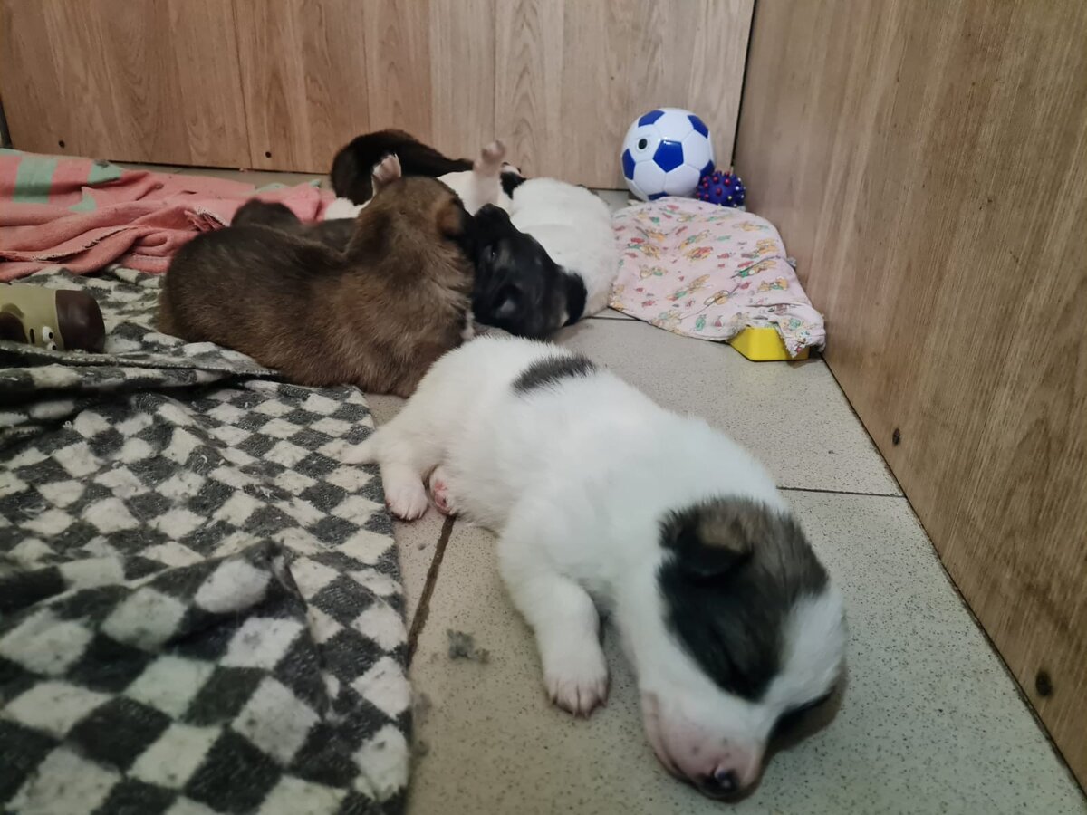 Крепкий сон только у сытой собаки