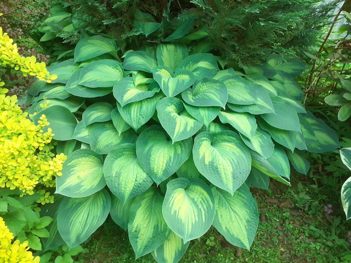 Хосты в моем саду