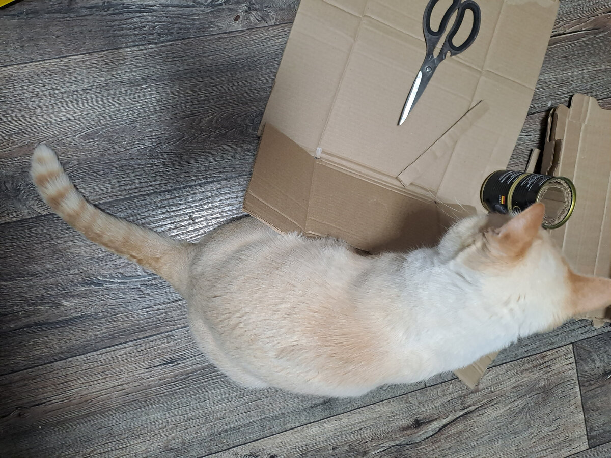 Кот тоже наш))