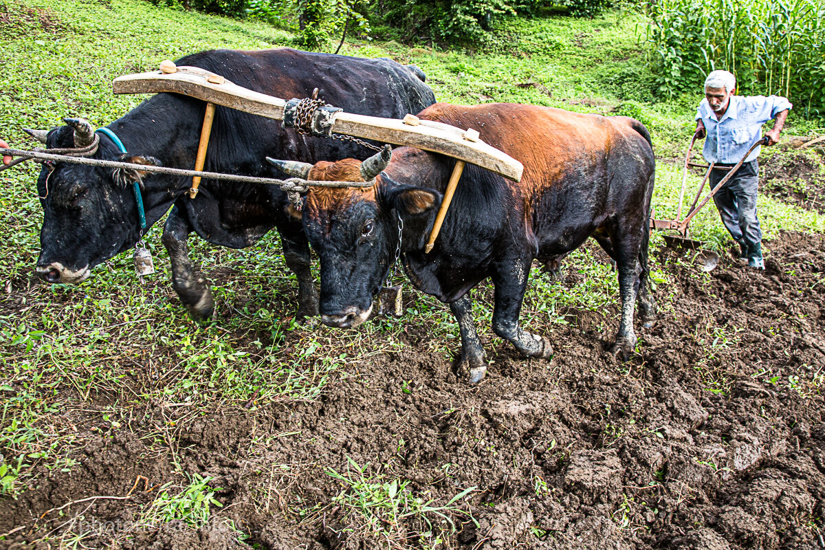 Пара быков запряженных в ярмо. Пахота с плугом. Ачандара, Абхазия. Фото: Корчагина Татьяна