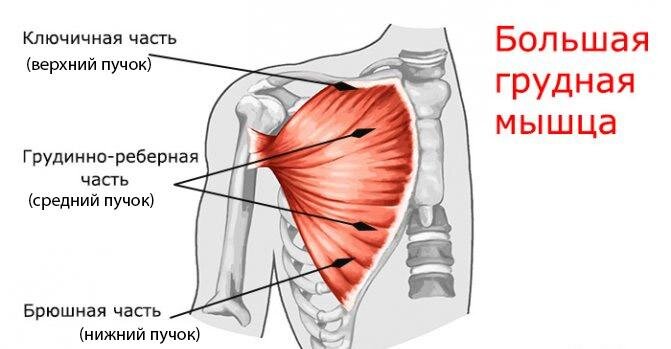 Основные упражнения при деформации грудной клетки - ЛФК при деформации грудной клетки