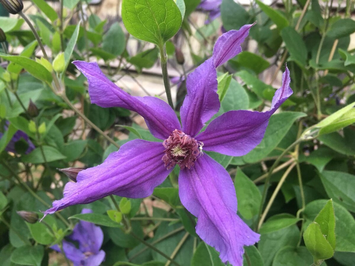 Наши сорта - Clematis - Źródło Dobrych Pnączy