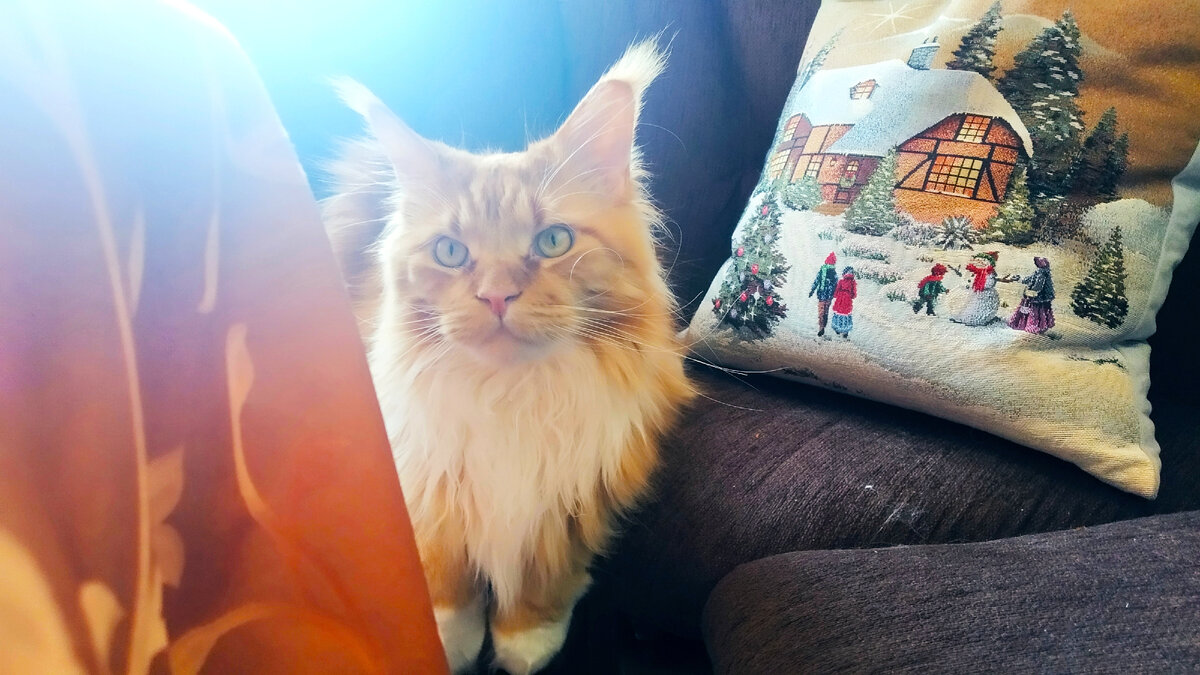 Мейн кун Степа.