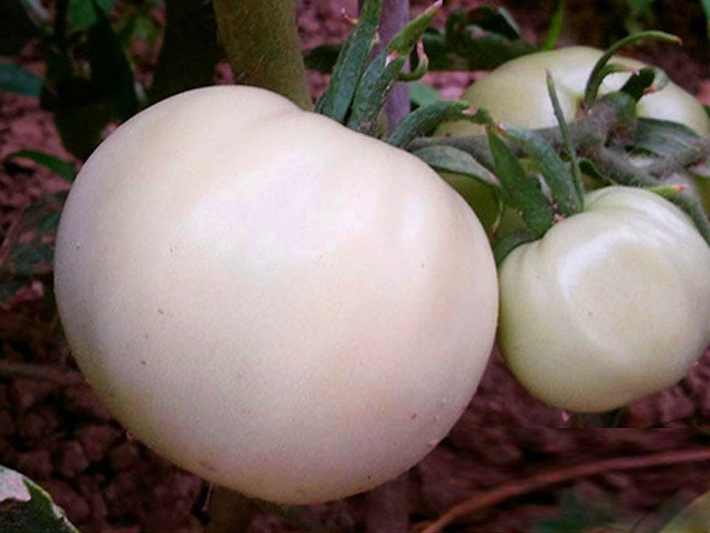 Белый снежок, но не точно