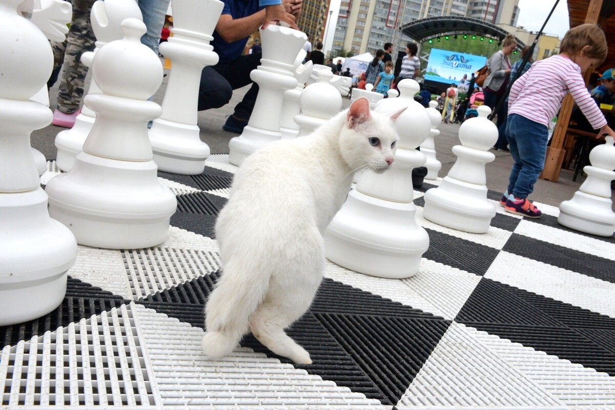 Какой-такой футбол?! Мы ж "люди интеллектуального склада ума, нам игры иного плана подавайте... Интересно, кто тут победит...