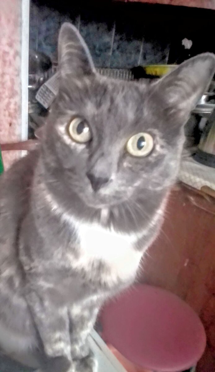 Зоя, одна из наших кошек. Родом из подвала