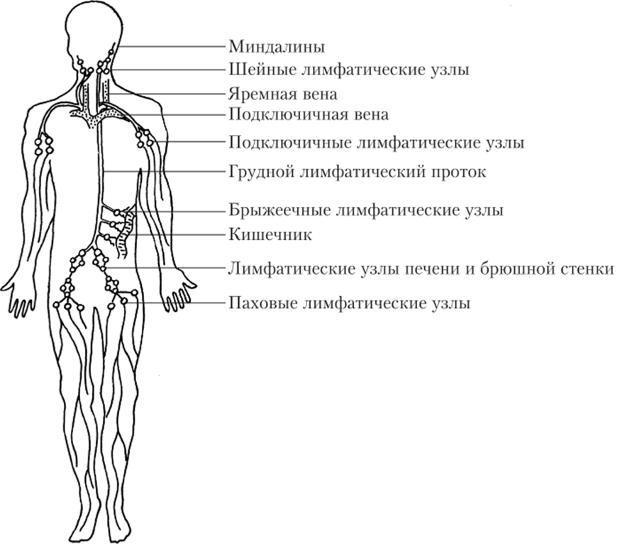 Схема расположения регионарных лимфатических узлов