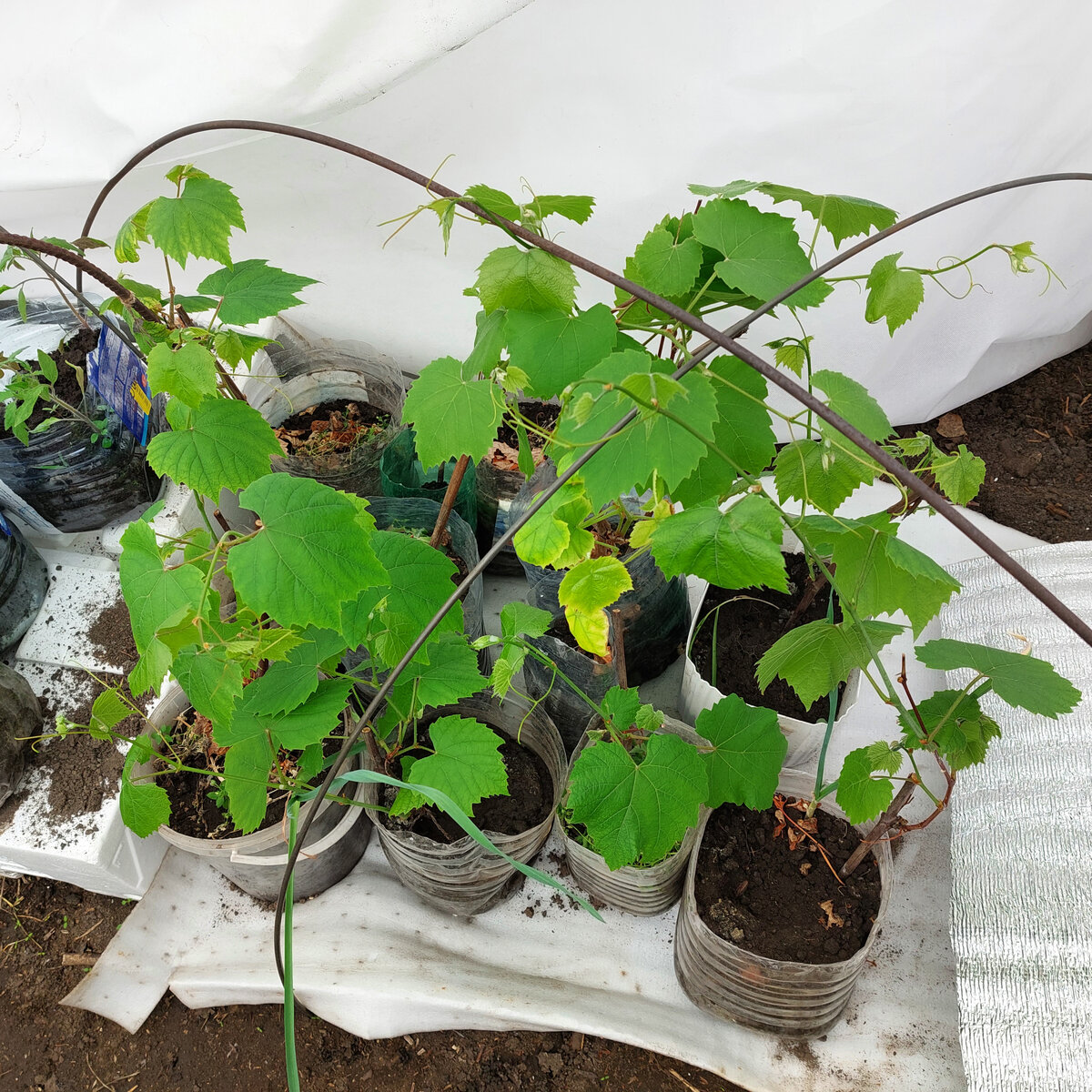 Это саженцы винограда мужа. Он занимается этой культурой. Возможно, что слишком рано эти растения проснулись-не знаю. надеюсь на лучшее. Вид у низ вполне себе приличный.