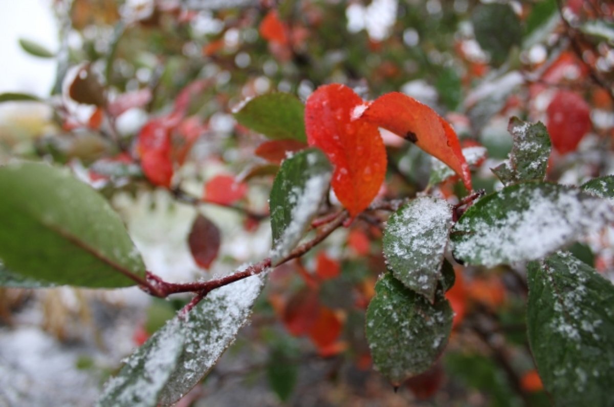    На рабочей неделе в Красноярске похолодает до -4 и выпадет снег