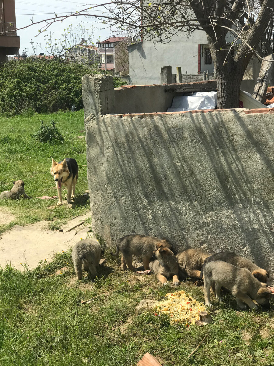 Вот она - вся банда в сборе