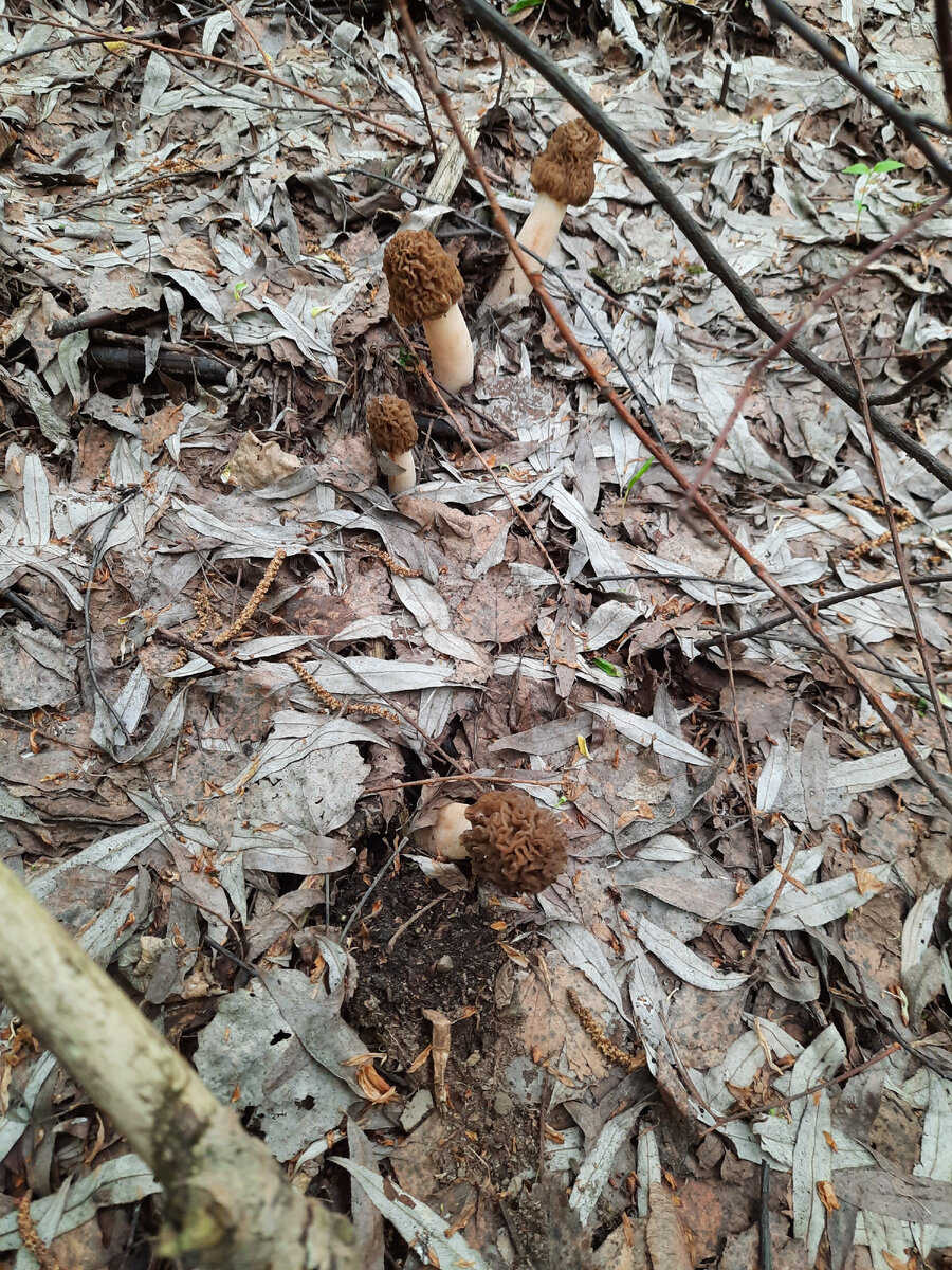 Сморчковые шапочки во всей красе.
Фото автора