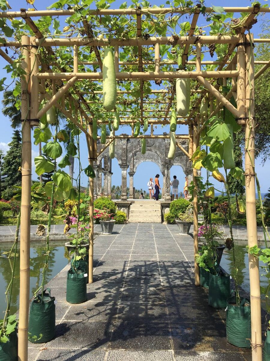 Просто КАБАЧКИ.) Бали. 