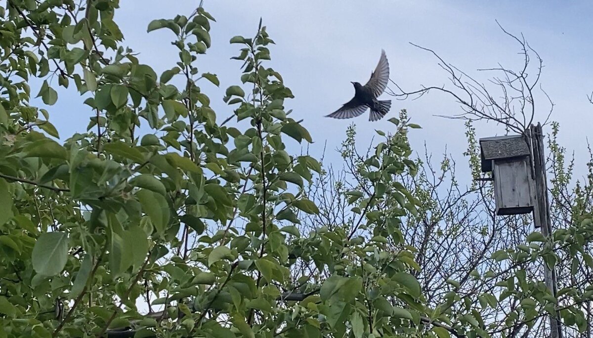 Скворец шумно перелетает подальше от скворечника, отвлекая внимание кота на себя