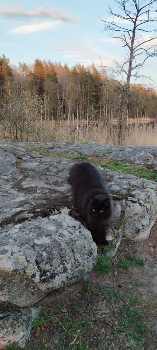 Наш выпускник Персей,  кастрирован в 3 месяца. 
