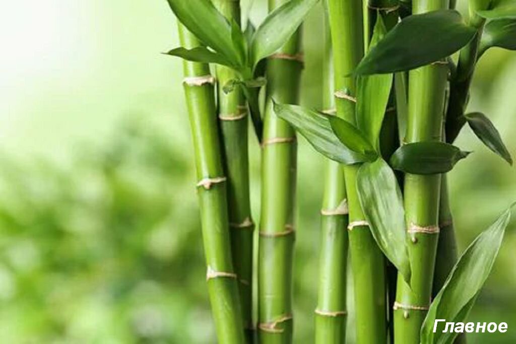 Бамбук. Изображение из открытых источников