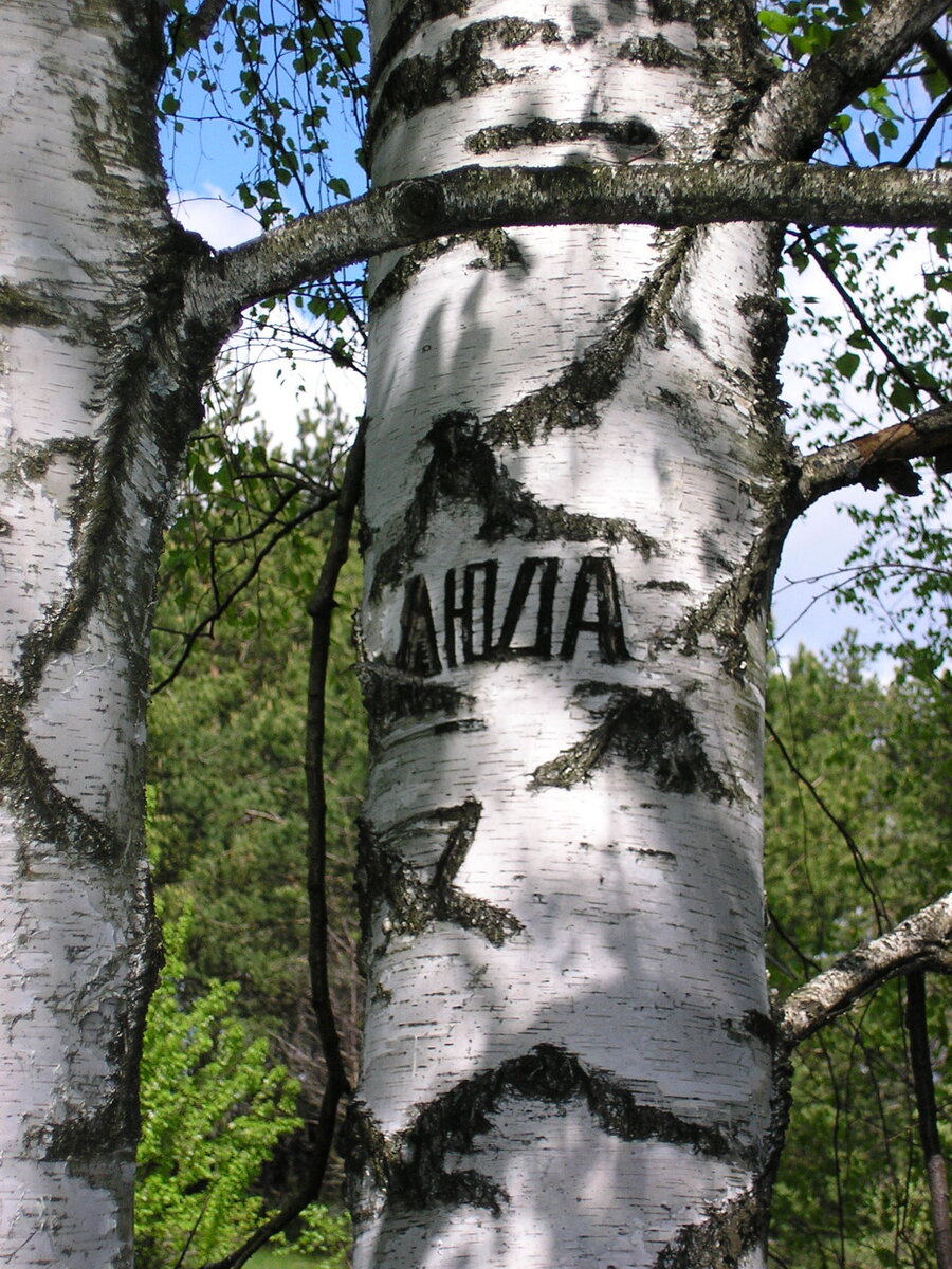 Берёза с именем