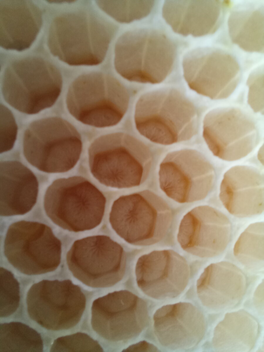 Личинки трутней